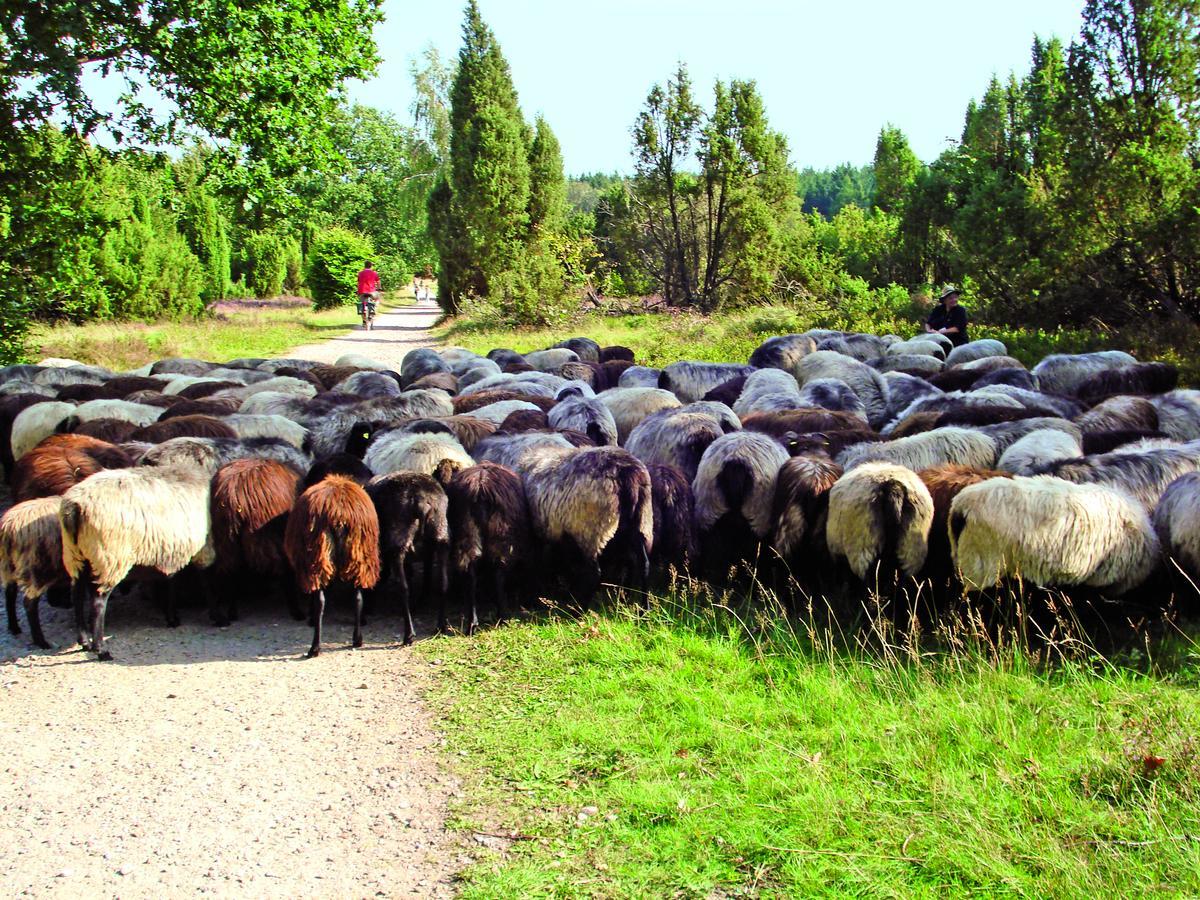 Landgasthaus Zum Naturschutzpark Bispingen Ngoại thất bức ảnh